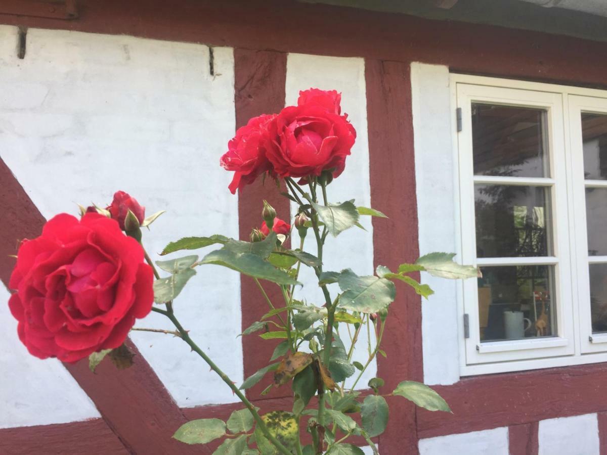 Rosenlund Bed & Breakfast Skovsgårde Exteriér fotografie